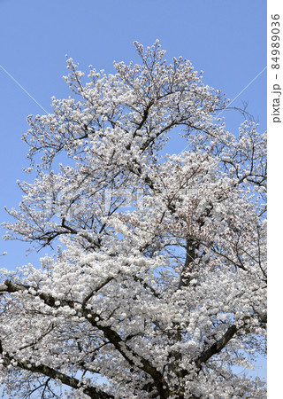 満開の桜 84989036