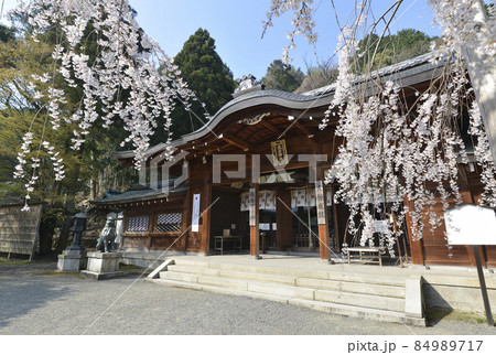 春の大石神社　本殿　京都市山科区 84989717
