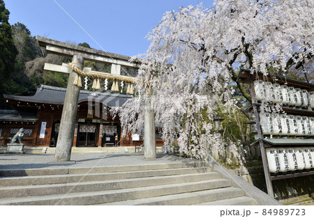 春の大石神社　二の鳥居と大石桜　京都市山科区 84989723