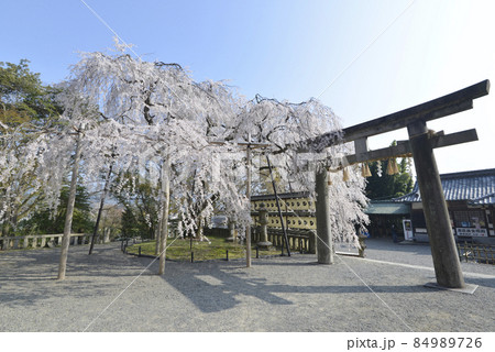 春の大石神社　二の鳥居と大石桜　京都市山科区 84989726