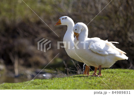 Two white big geese peacefully standing together in green grassy meadow with dark blurred forest behind on bright sunny day. Beauty of birds, domestic poultry farming and wild life protection concept Two white big geese peacefully standing together in green grassy meadow with dark blurred forest behind on bright sunny day. Beauty of birds, domestic poultry farming and wild life protection concept 84989831