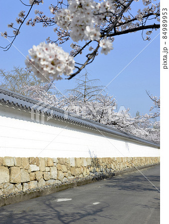 春の観修寺　参道の桜　京都市山科区 84989953