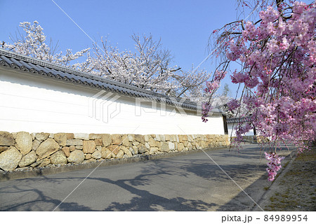 春の観修寺　参道の桜　京都市山科区 84989954