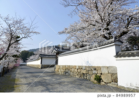 春の観修寺　参道の桜　京都市山科区 84989957