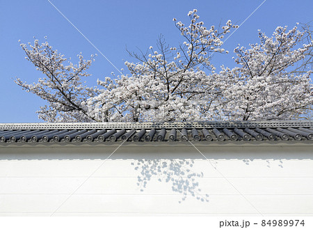 春の観修寺　白塀と桜　京都市山科区 84989974