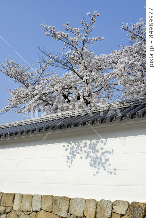 春の観修寺　白塀と桜　京都市山科区 84989977
