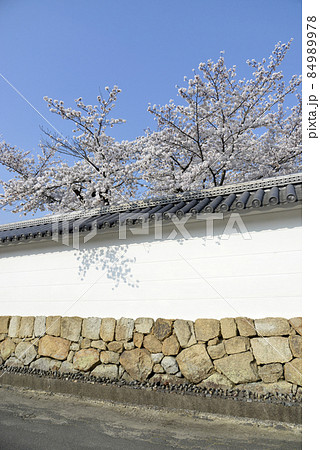 春の観修寺　白塀と桜　京都市山科区 84989978