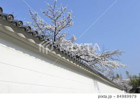 春の観修寺　白塀と桜　京都市山科区 84989979