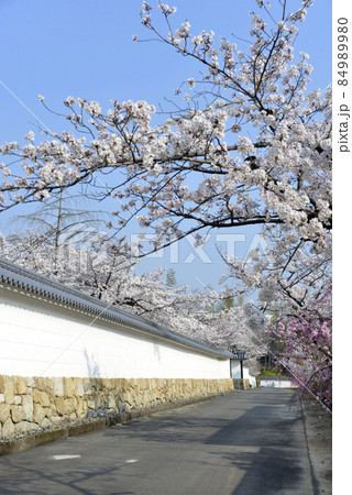 春の観修寺　参道の桜　京都市山科区 84989980