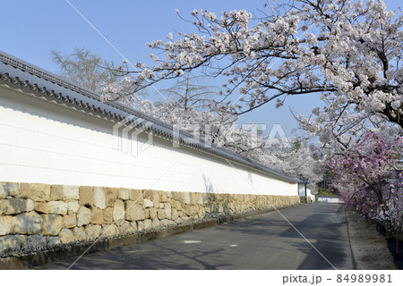 春の観修寺 参道の桜 京都市山科区 春の観修寺 参道の桜 京都市山科区 84989981