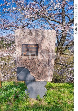 〈島根県〉斐伊川堤防桜並木の石碑 84990356
