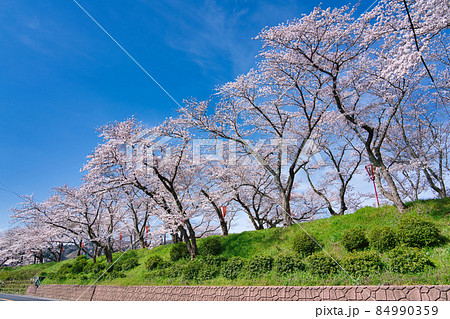 〈島根県〉斐伊川堤防の桜並木 〈島根県〉斐伊川堤防の桜並木 84990359