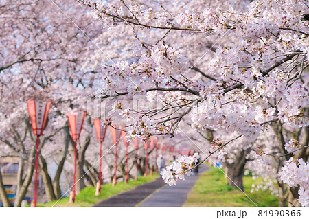 〈島根県〉斐伊川堤防の桜並木 84990366