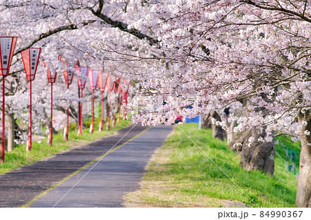 〈島根県〉斐伊川堤防の桜並木 84990367