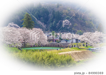 〈島根県〉斐伊川堤防の桜並木と久野川橋 84990369