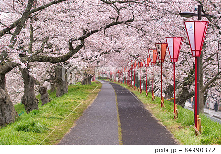 〈島根県〉斐伊川堤防の桜並木 〈島根県〉斐伊川堤防の桜並木 84990372