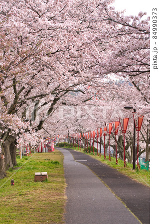 島根県 斐伊川堤防の桜並木の写真素材