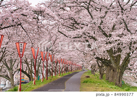 〈島根県〉斐伊川堤防の桜並木 84990377