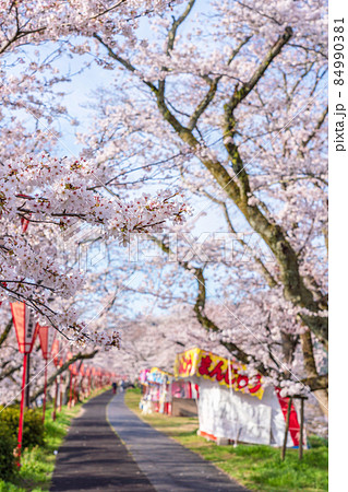 〈島根県〉斐伊川堤防の桜並木 〈島根県〉斐伊川堤防の桜並木 84990381