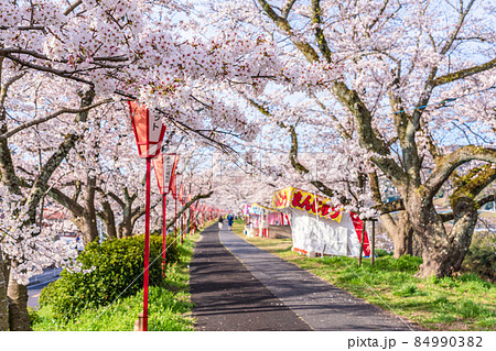 〈島根県〉斐伊川堤防の桜並木 84990382