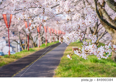 〈島根県〉斐伊川堤防の桜並木 〈島根県〉斐伊川堤防の桜並木 84990384