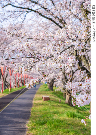 〈島根県〉斐伊川堤防の桜並木 84990385