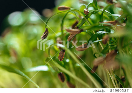 Young green sprouts of micro green close up Young green sprouts of micro green close up 84990587