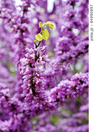 ハナズオウ 84990897