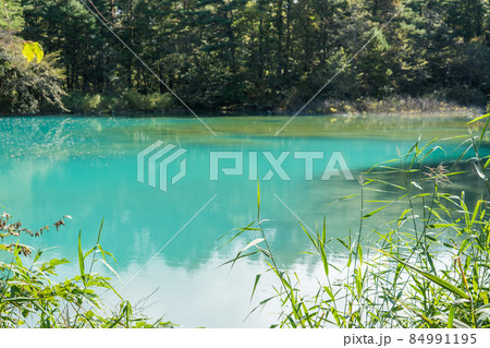 五色沼湖沼群の青池 84991195