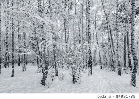 Birch tree grove at winter day time. Birch tree grove at winter day time. 84991739