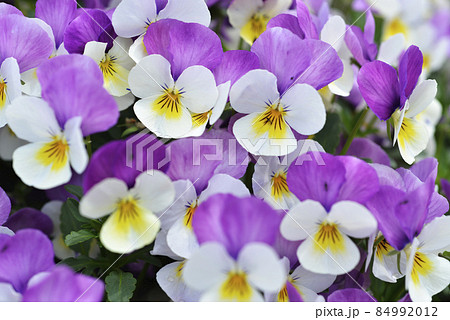 パンジー 花模様 パンジー 花模様 84992012