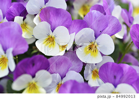 パンジー　花模様 84992013