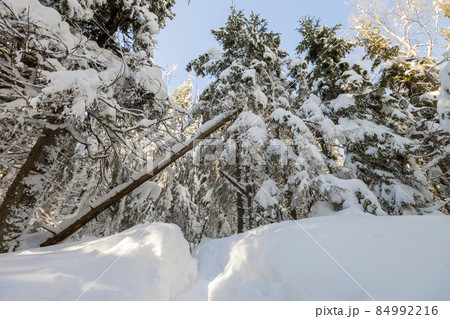 Mountain forest with fir-trees covered with white deep snow on bright blue sunny cold winter day. 84992216