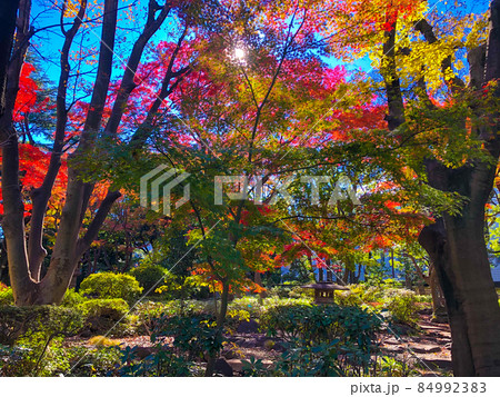 東京赤坂・高橋是清翁記念公園の紅葉 東京赤坂・高橋是清翁記念公園の紅葉 84992383