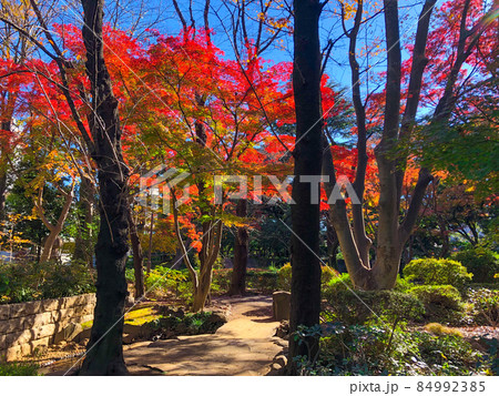 東京赤坂・高橋是清翁記念公園の紅葉 東京赤坂・高橋是清翁記念公園の紅葉 84992385