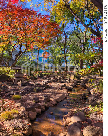 東京赤坂・高橋是清翁記念公園の紅葉 東京赤坂・高橋是清翁記念公園の紅葉 84992386