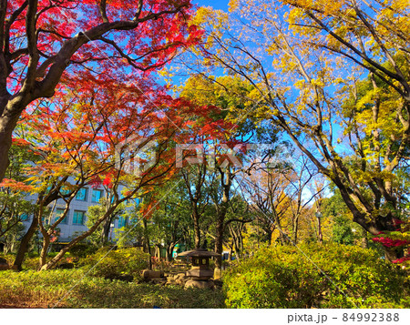 東京赤坂・高橋是清翁記念公園の紅葉 84992388