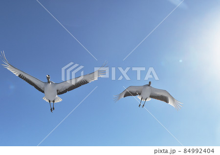 青空を飛ぶ二羽のタンチョウ（北海道・鶴居） 84992404