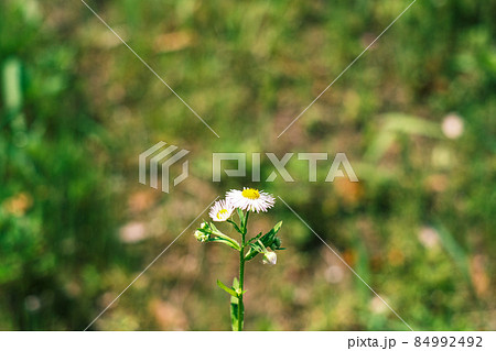 野に咲く一輪の花(ヒメジョオン) 84992492