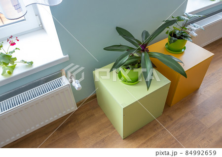 Green house plants growing in pots inside a room near the heating radiator under the window. 84992659