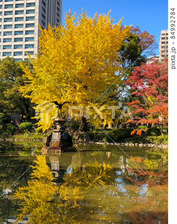 東京日比谷・日比谷公園の黄葉 84992784
