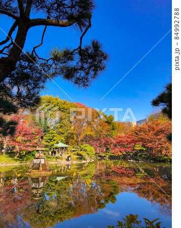 東京日比谷・日比谷公園の黄葉 84992788