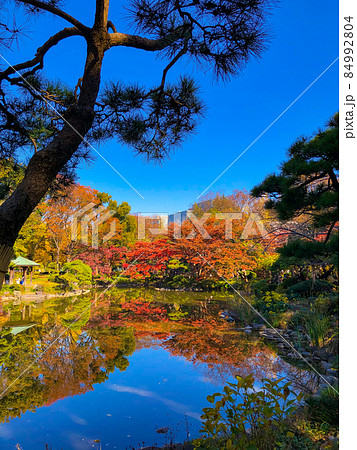 東京日比谷・日比谷公園の黄葉 84992804