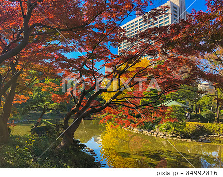 東京日比谷・日比谷公園の黄葉 84992816