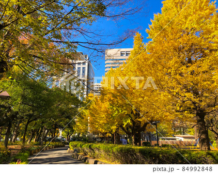 東京日比谷・日比谷公園の黄葉 84992848
