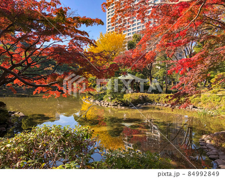 東京日比谷・日比谷公園の黄葉 東京日比谷・日比谷公園の黄葉 84992849