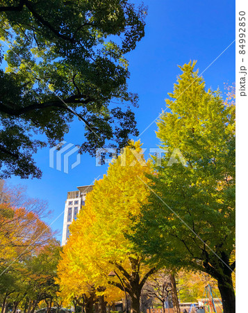 東京日比谷・日比谷公園の黄葉 84992850