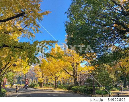 東京日比谷・日比谷公園の黄葉 84992895