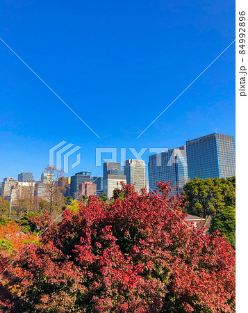 東京日比谷・日比谷公園の黄葉 84992896