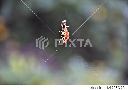 蜘蛛とゴキブリの空中での格闘　偶然キャッチし手持ちの望遠マクロで写 84993395